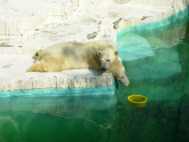シロクマ39日本平動物園ロッシー2009｜ホッキョクグマと三角コーン